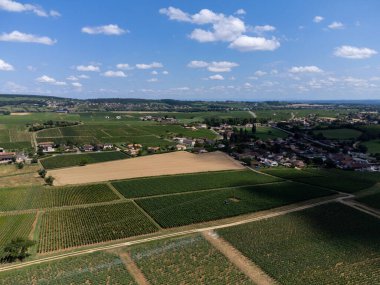 Maconnaise 'in yeşil üzüm bağları. Fransa' nın Macon kenti yakınlarındaki Burgundy 'de şarap üretimi.
