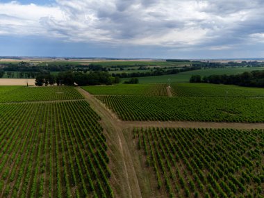 Pouilly-Fume adresli üzüm bağları, Sauvignon Blanc üzümlerinden yapılan kuru beyaz şaraplar, Fransa 'nın çeşitli topraklarında yetişen üzümler.