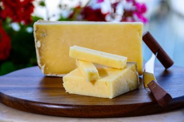 Peynir koleksiyonu, sert Fransız peyniri, kabuklu çiğ inek sütünden yapılmış eski kantal fermier.