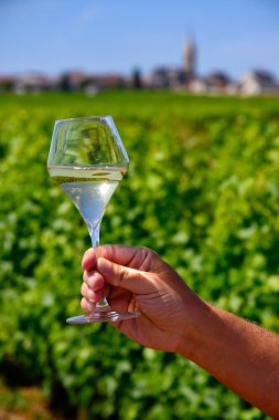 Pouilly-Fume cazibesinin üzüm bağlarından bir bardak beyaz şarap, Pouilly-sur-Loire, Burgundy, Fransa.