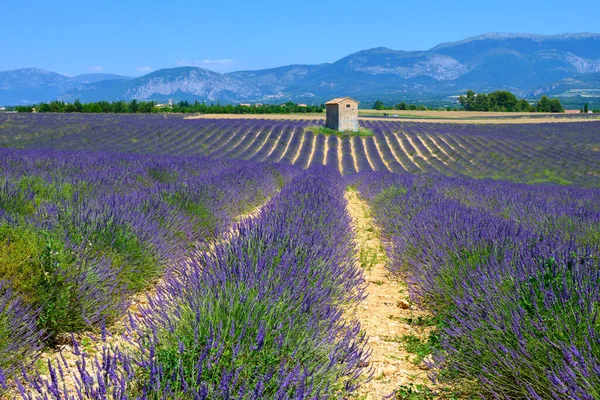 在法国普罗旺斯的瓦伦西亚底高原上 有一排排盛开的紫色薰衣草 麦粒纤维和绿树 — 图库照片