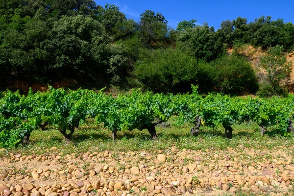 用葡萄种植在有圆形大石碑 石榴石 山的土地上的纸杯葡萄园 — 图库照片
