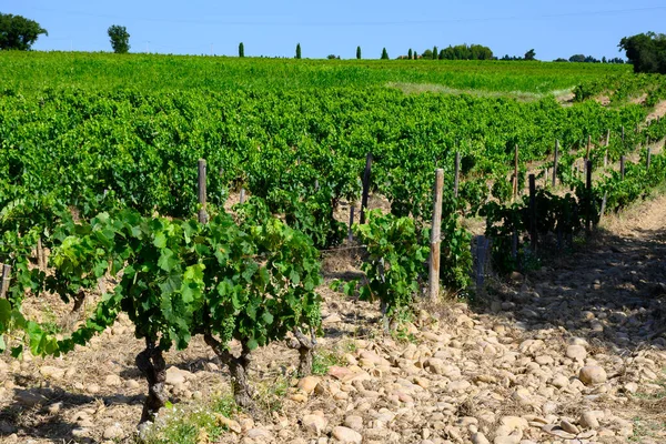Wijngaarden Van Chateauneuf Pape Appellation Met Druiven Groeien Bodems Met — Stockfoto