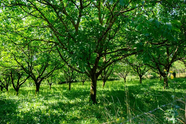 夏天在法国格里诺布尔附近阿尔卑斯山山脚种植高质量的Pdo认证核桃树 — 图库照片