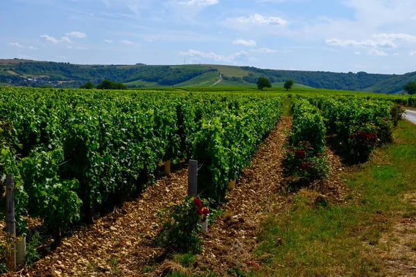 Pohled Zelené Vinice Okolí Obce Sancerre Vinařství Řady Sauvignon Blanc — Stock fotografie