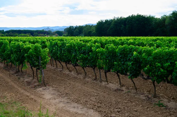 Vista Sobre Viñedos Verdes Grand Cru Cotes Provence Producción Vino — Foto de Stock
