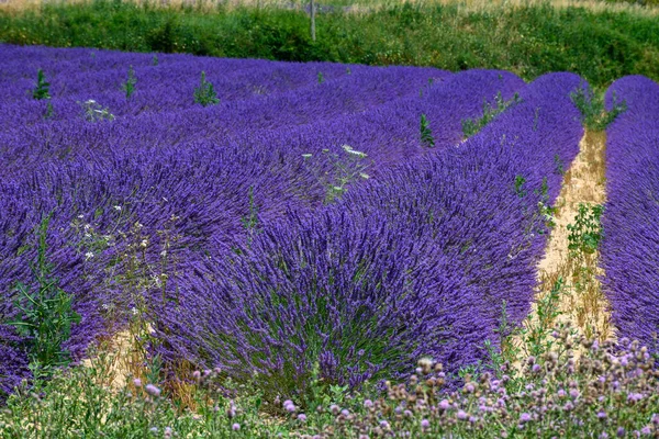 Lila Blüte Von Lavendelpflanzen Auf Der Hochebene Von Valensole Der — Stockfoto