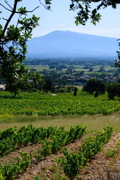 法国著名的红葡萄酒 万都山上的葡萄园 用大的圆形石榴石拱顶的土壤种植葡萄 命名为 纸杯葡萄园 — 图库照片
