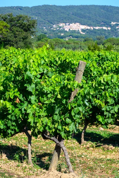 Yeşil Büyük Cru Üzüm Bağlarının Manzarası Cotes Provence Fransa Nın — Stok fotoğraf