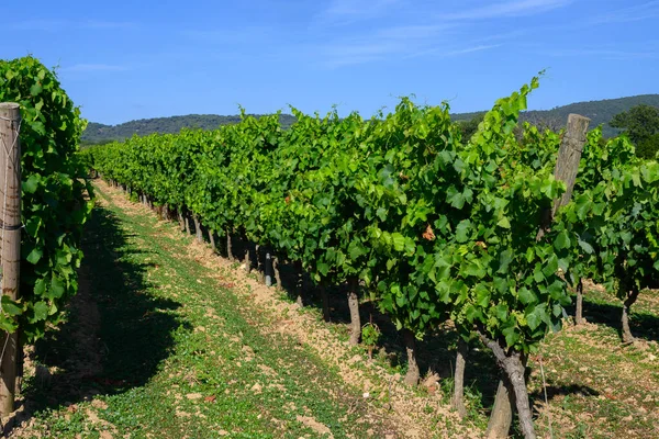 グリーン グランド クルーズ ブドウ園を見る プロヴァンス ラマツェレ村近くのドライバローズワインの生産 ヴァル フランス — ストック写真