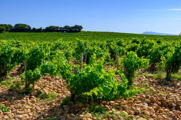 大きな丸い石のガレットルール ライムストーン サンと土壌で栽培ブドウを用いたシャトーヌフデュパイプのワインヤード — ストック写真