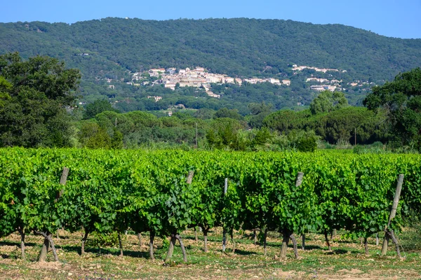 Вид Зеленые Виноградники Grand Cru Cotes Provence Производство Сухого Розового — стоковое фото