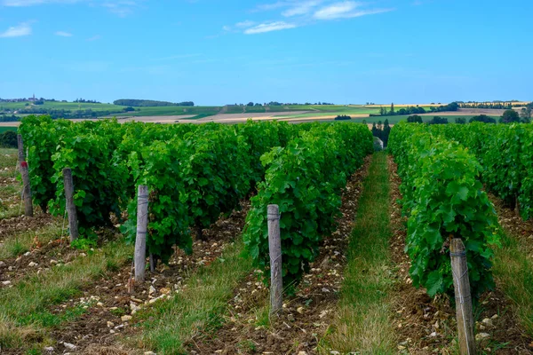 波依富美酒的葡萄园 用生长在不同土壤中的沙维翁白葡萄酿制干白葡萄酒 — 图库照片