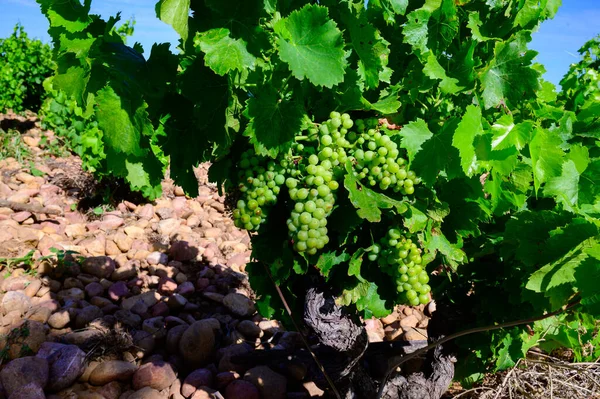 Chateauneuf du Pape adresli üzüm bağları. Toprakta büyüyen üzümler, geniş yuvarlak taşlar. Kürekler, kireç taşları, mezarlıklar, San.