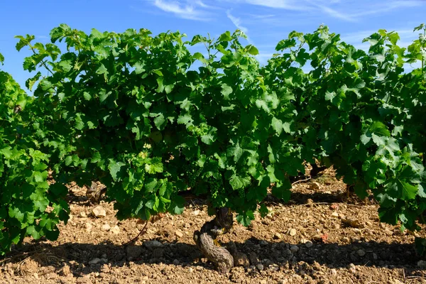 Sancerre şarabı yapan köyün etrafındaki üzüm bağlarının, caillotte kireç taşı üzerinde büyüyen sauvignon beyaz üzümlerinin çok taşlı toprak ve çakıl taşları, Cher, Loire vadisi, Fransa yazın