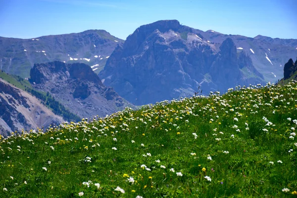 Kwiat Kolorowych Dzikich Kwiatów Alpejskich Łąkach Schludny Col Lautaret Alpy — Zdjęcie stockowe