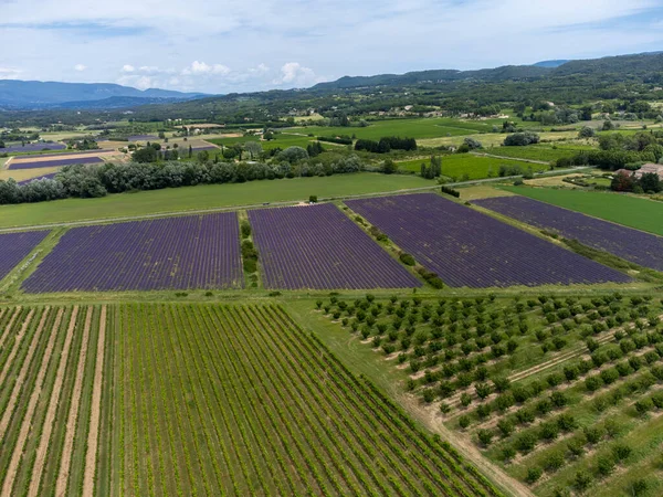 stock image Aerial view on rows of blossoming purple lavender, vineyards, green fiels and Lacoste village in Luberon, Provence, France in summer