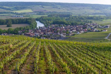 Epernay, Champange, Fransa yakınlarındaki Cumieres köyünde yeşil başbakan cru şampanya bağları ve Marne nehrinin panoramik manzarası