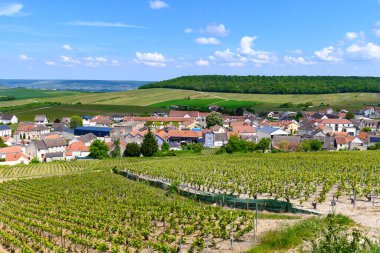 Cramant köyü yakınlarındaki yeşil büyük cru şampanya bağları, Cote des Blancs bölgesi, Champange, Fransa