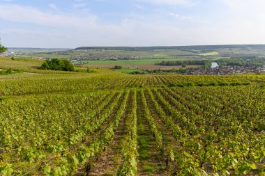 Epernay, Champange, Fransa yakınlarındaki Hautvillers köyünde yeşil başbakan cru şampanya bağları ve Marne nehrinin panoramik manzarası