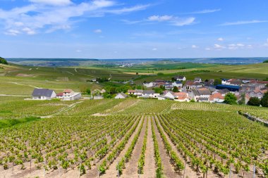 Cramant köyü yakınlarındaki yeşil büyük cru şampanya bağları, Cote des Blancs bölgesi, Champange, Fransa