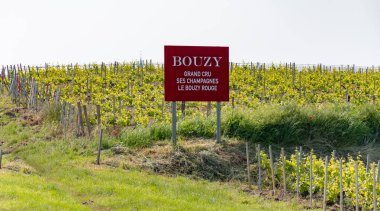 Bouzy köyü yakınlarındaki yeşil büyük cru şampanya bağları Montagne de Reims alt binası Champange, Fransa, İngilizce transkripsiyon Bouzy, grand cru, champagnes, Bouzy kırmızı