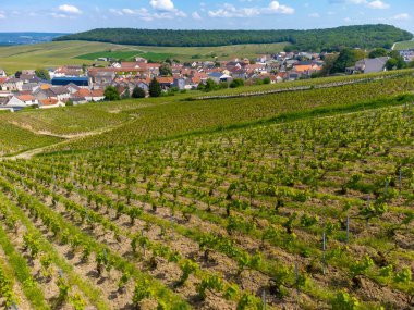 Yeşil büyük cru şampanya bağlarının panoramik hava manzarası ve Cramant köyünün evleri, Cotes des Blancs, Champange, Fransa