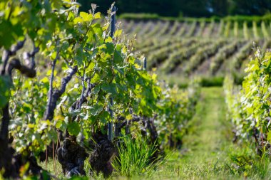 Epernay, Champange, Fransa yakınlarındaki Hautvillers köyünde yeşil üzüm yaprakları, cru şampanya bağları ve Marne nehri manzarası