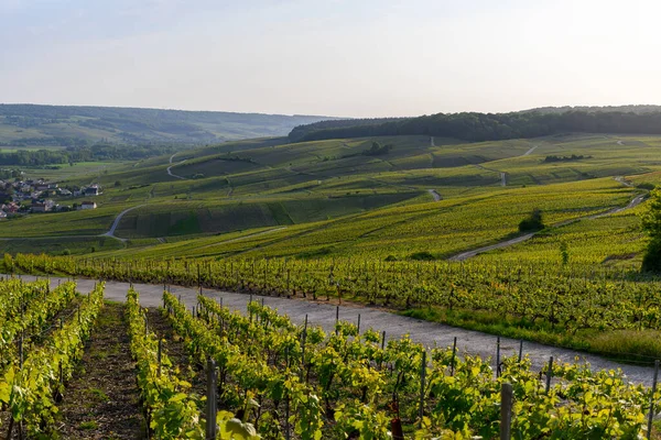 Epernay, Champange, Fransa yakınlarındaki Hautvillers köyünde yeşil başbakan cru şampanya bağları ve Marne nehrinin panoramik manzarası