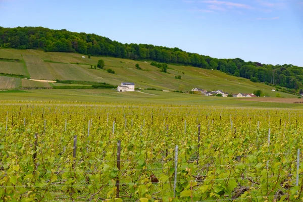 法国香槟区Avize村和Oger村附近的绿色大杯香槟葡萄园 — 图库照片