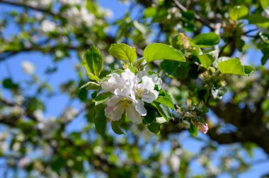 Normandiya 'da elma ağacının beyaz çiçeği, cinayet mahalli üretimi