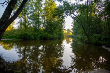 Kuzey Brabant, Hollanda yakınlarındaki Doğa Koruma Alanı De Malpie 'de güneşli bir yaz sabahı. Avrupa 'daki doğa manzaraları. Orman gölündeki ağaçların yansıması.