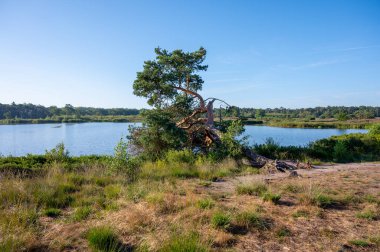 Hollanda, Eindhoven yakınlarındaki Doğa Koruma Alanı De Malpie 'de güneşli bir yaz sabahı orman ve göller. Avrupa 'da doğa manzaraları.