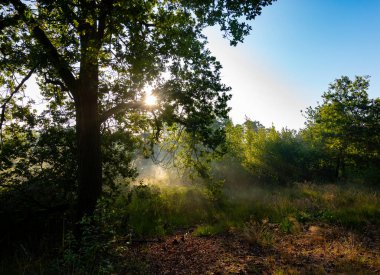 Ormanda sabahın erken saatlerinde gün ışığı. Kuzey Brabant, Hollanda yakınlarındaki Doğa Koruma Alanı De Malpie 'de güneşli bir yaz sabahı. Avrupa 'daki doğa manzaraları. Orman gölündeki ağaçların yansıması.