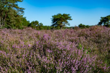Doğa arka planı, Kuzey Brabant 'ın yeşil akciğeri, Hollanda, Eindhoven yakınlarındaki Malpie doğal koruma ormanında pembe fundalık çiçeği.