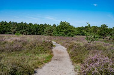 Gün ışığında ormanda yürüyüş yolu. Kuzey Brabant, Hollanda yakınlarındaki Doğa Koruma Alanı De Malpie 'de güneşli bir yaz sabahı. Avrupa 'daki doğa manzaraları. Orman gölündeki ağaçların yansıması.