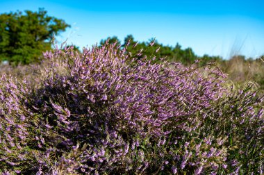 Doğa arka planı, Kuzey Brabant 'ın yeşil akciğeri, Hollanda, Eindhoven yakınlarındaki Malpie doğal koruma ormanında pembe fundalık çiçeği.