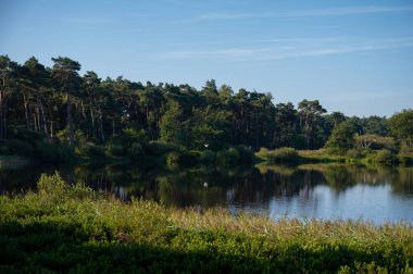 Hollanda, Eindhoven yakınlarındaki Doğa Koruma Alanı De Malpie 'de güneşli bir yaz sabahı orman ve göller. Avrupa 'da doğa manzaraları.