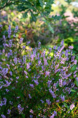 Doğa arka planı, Kuzey Brabant 'ın yeşil akciğeri, Hollanda, Eindhoven yakınlarındaki Malpie doğal koruma ormanında pembe fundalık çiçeği.