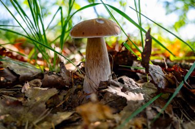 Lezzetli mantarların kralı, ormanda yetişen genç boletus edulis porcini cepi.