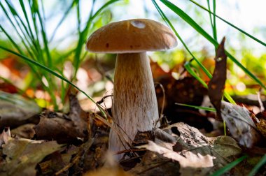 Lezzetli mantarların kralı, ormanda yetişen genç boletus edulis porcini cepi.