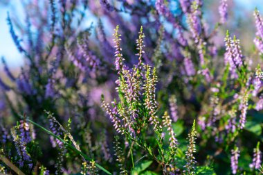 Doğa arka planı, Kuzey Brabant 'ın yeşil akciğeri, Hollanda, Eindhoven yakınlarındaki Malpie doğal koruma ormanında pembe fundalık çiçeği.