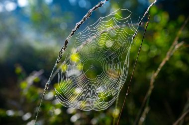 Gün ışığında ağ örmek. Kuzey Brabant, Hollanda yakınlarındaki Doğa Koruma Alanı De Malpie 'de güneşli bir yaz sabahı. Avrupa 'daki doğa manzaraları. Orman gölündeki ağaçların yansıması.