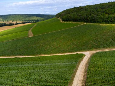 Urville yakınlarında üzüm bağları olan tepelerde hava manzarası, yazın Champange, Fransa 'nın güneyinde Cote des Bar, Aube' de yeşil şampanya bağları.