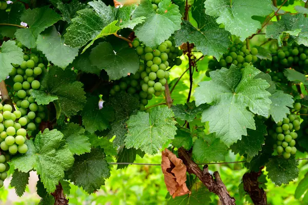 Raisins Verts Upripe Sur Les Vignobles Champagne Côte Des Bar — Photo