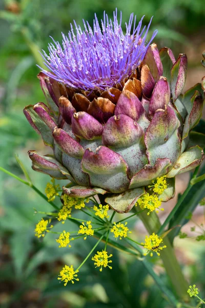 Edible Head Artichoke Plant Blossom Close Garden — Stock Photo, Image