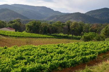 Yeşil büyük cru üzüm bağları Cotes de Provence, Grimaud köyü yakınlarında kuru gül şarabı üretimi, Var, Fransa