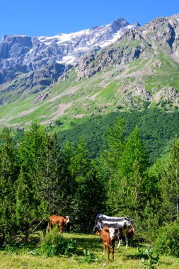 Alp otlaklarında otlayan inek sürüsü düzenli Col du Lautaret, Fransız Alpleri, Fransa 'da organik tarım