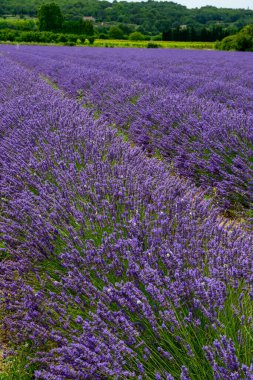 Fransa 'nın başkenti Luberon' da yaz aylarında çiçek açan mor lavanta, yeşil tarlalar ve Lacoste köylerine bakın.