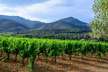 Yeşil büyük cru üzüm bağları Cotes de Provence, Grimaud köyü yakınlarında kuru gül şarabı üretimi, Var, Fransa